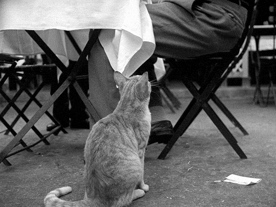 edgarwight:Couro de Gato (“Cat Skin”) 1962, direção por Joaquim Pedro de Andrade
