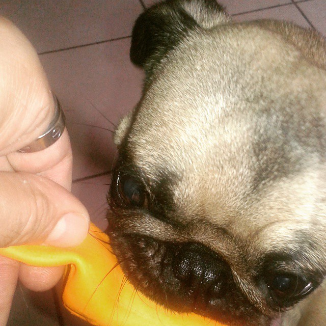 ilovepugs4ever:  Follow Dog Quotes.