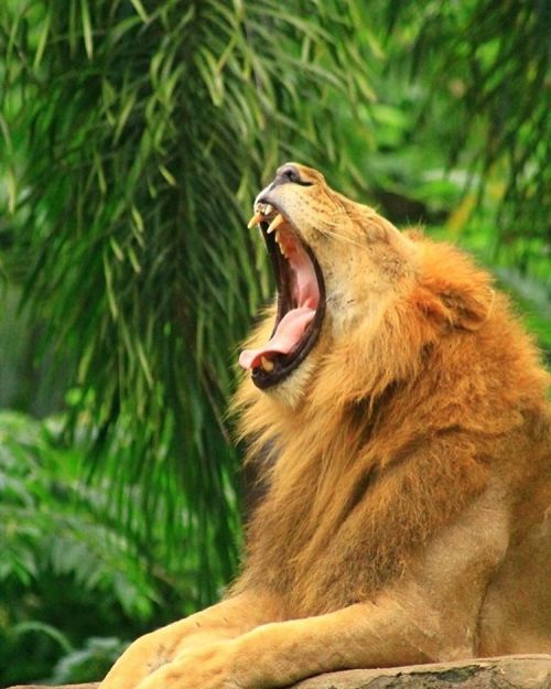 zoobali: Happy #Caturday! Did you know the roar of a lion can be heard up to 5 miles away? Visit pu