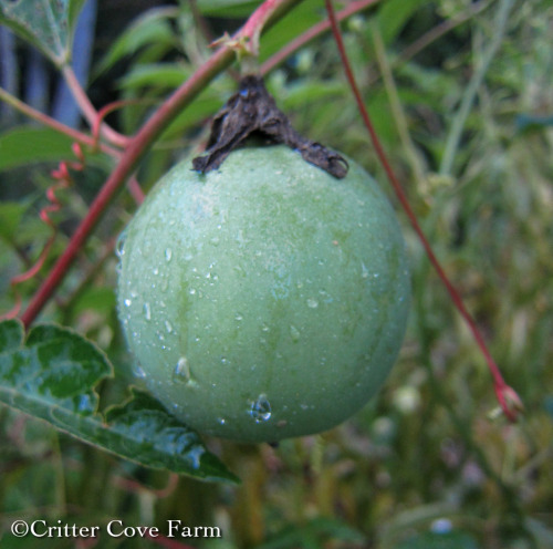 Maypop / Passiflora incarnata - exotic blooms, important herbal plant Passiflora incarnata is a larg