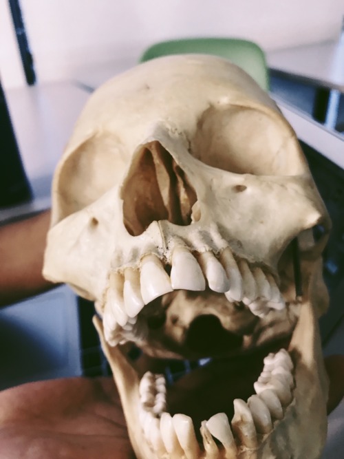 2.27.19 // An Update To Spring 2019: Forensic Anthropology Is By Far One Of My Favorite Classes Ive Taken.