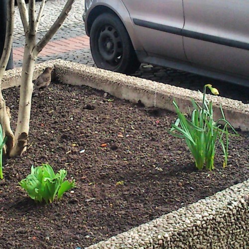 Some Tiny Brown #bird Sitting In The Corner Of A Flower Box While A #daffodils Is Trying To Concentrate