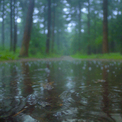 slime-goth: rainforest stimboard featuring lots of rain gifs for anon! x x x | x x x | x x x