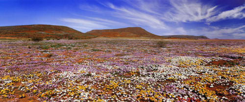 Namaqualand, Namibia/South Africa Namaqualand is an arid region of Namibia and South Africa, extendi