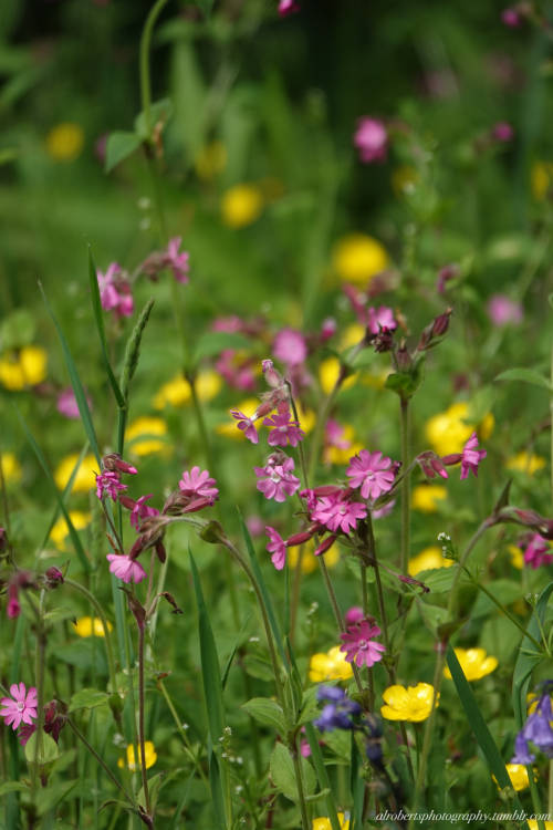 Wild Flower Meadow