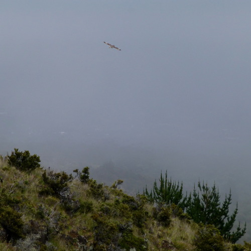 Short Eared Owl, Haleakala, HI