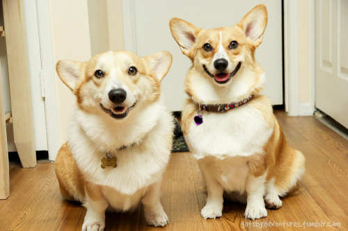 corgiaddict:  lilikoimcgilliganthecorgi:  gatsbyadventures:  Gatsby and Scout: then and now.   GAH holy cuteness batman  I love this 