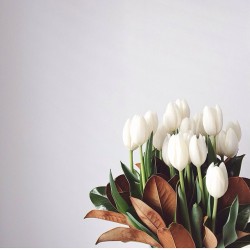 ensoleillment:  ahh tulips, my favorite  