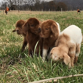 Lots Of Baby Goats Being Born!