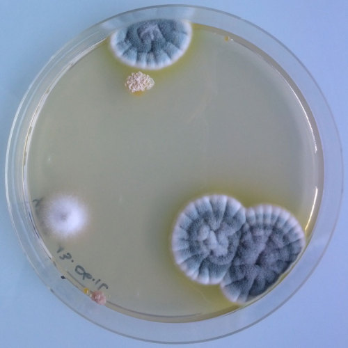 clonist:  Magical Contamination by Antoine Bridier-Nahmias 