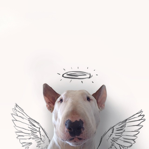 Dog owner creates fun and adorable illustrations with his Bull Terrier[via rafaelmantesso]