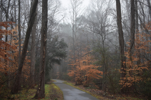 wynndy:Foggy, fall on the path.  Image made with a Nikon d7200.