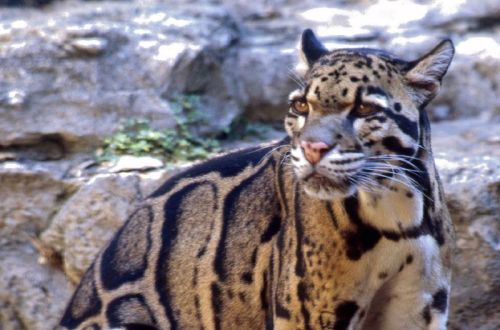 catsbeaversandducks:  SAD NEWS: Clouded Leopards Declared Extinct in Taiwan After a century of rapid expansion throughout much of the wild parts of our world, we are beginning to better understand all of what was lost in the process. For the last thirteen