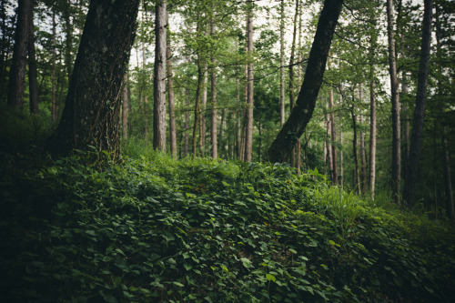 Porn hurleywaves:  elenamorelli:  { oh, trees. photos