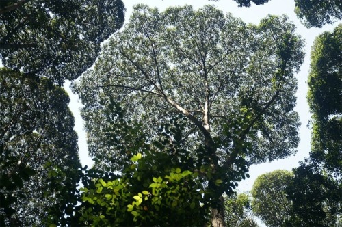  Crown shyness (also canopy disengagement, canopy shyness, or intercrown spacing) is a phenomenon ob