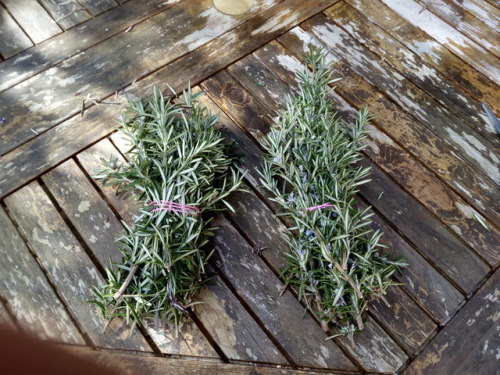 Lavender harvested, now to dry out so it is ready to infuse oil