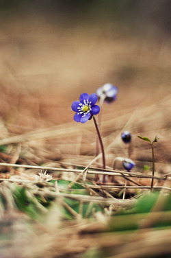 mvnchies:  Spring has arrived by Heli Lehtonen      