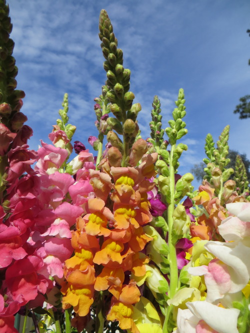 Snapdragons