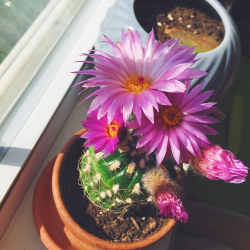 February-April 2015 First blooming of my cactus