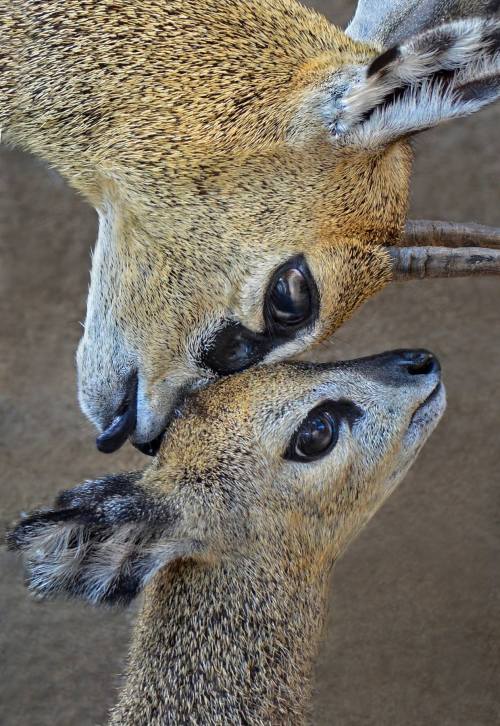 sdzoo:  The new klipspringer calf at the San Diego Zoo is so cute she might break the Internet. Phot