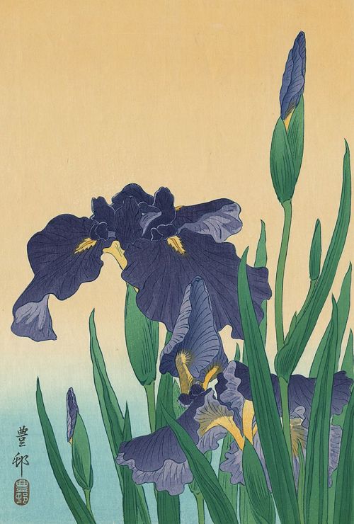 dappledwithshadow:Ohara Koson (Japan, 1877-1945) - Flowering Iris (oban) - Woodblock Print