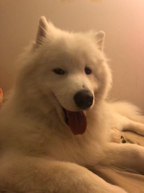 neothesamoyed: b i g  y a w n