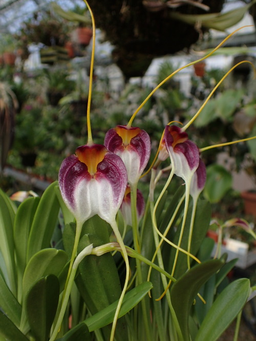 orchid-a-day:  Masdevallia schroederianaSyn.: