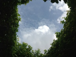 popmist:  we went strolling to some place and saw this corner where there are vines all over the place and there was somewhat kind of a hole in the center where you can see the best sky view ever. 