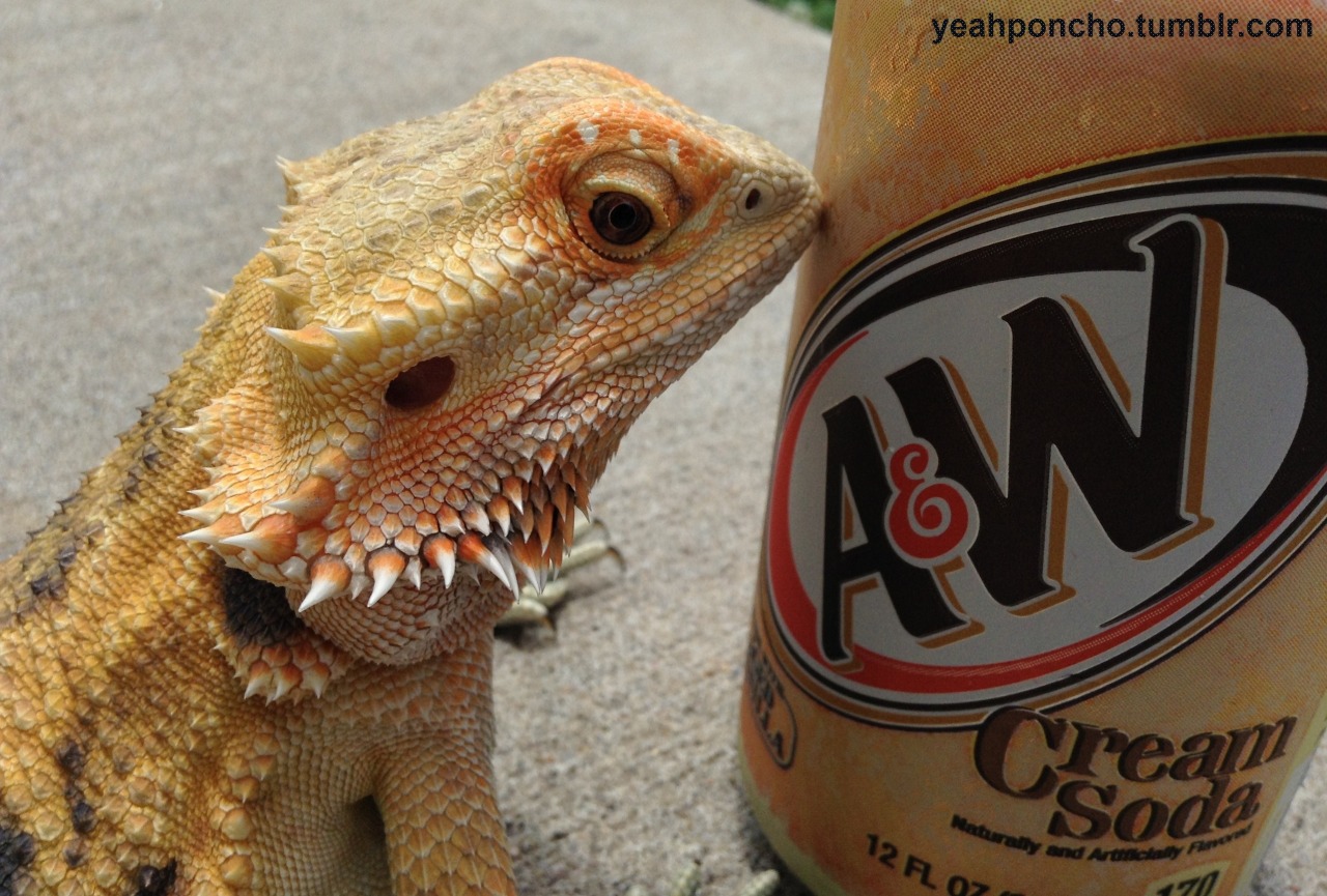 yeahponcho: sometimes she licks my soda can and becomes very confused