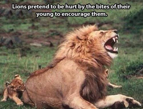 thefingerfuckingfemalefury:Lion: AGGGGGGGHHHHHYOU HAVE VANQUISHED ME, MIGHTY BEASTCub: DAD STOPLion: EVERYTHING…GOING…DA