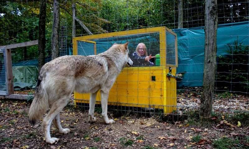 american wolfdog