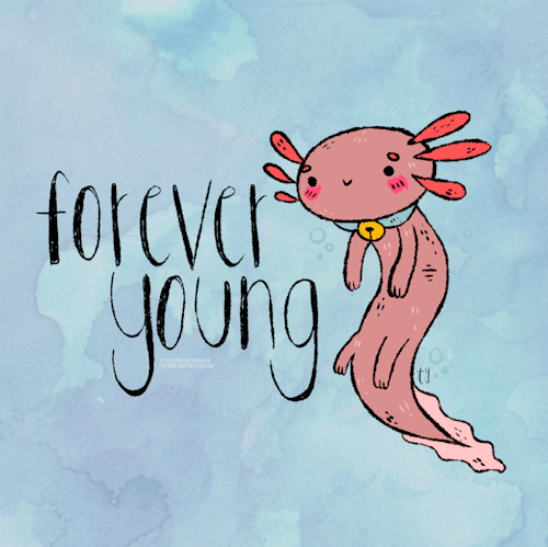 ty-illustration: Axies are awesome! They retain their baby characteristics all their life like their gills and their tail.  ♡  