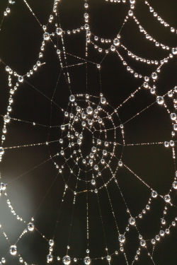 opens-at-nightfall: Another bejeweled spider web, shimmering in the starlight like a diamond necklace…