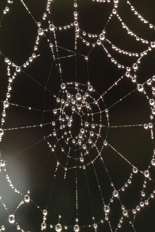 opens-at-nightfall: Another bejeweled spider web, shimmering in the starlight like a diamond necklac