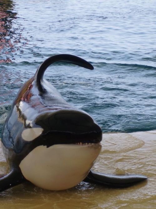 Gender: MalePod: N/APlace of Capture: Born at SeaWorld of FloridaDate of Capture: Born June 17, 1995