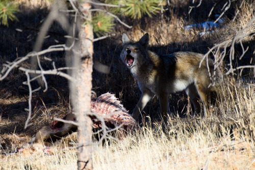 A bunch of the coyote from the other day