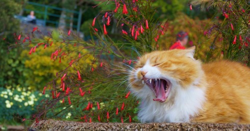 The Longwood Gardens Furry Ambassadors aka The Integrated Pest Management Program.  (located in Kenn