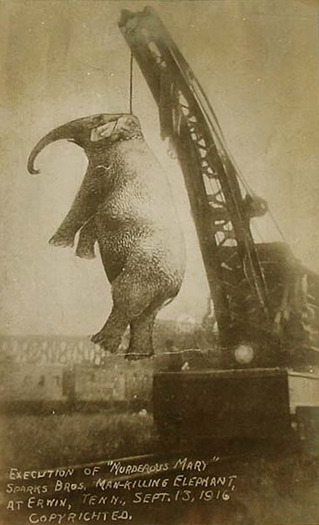 Mary, a five ton Asian elephant, being hung by an industrial crane. During the first attempt the cha