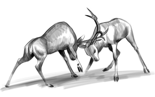 Daily sketch: deer going at it!