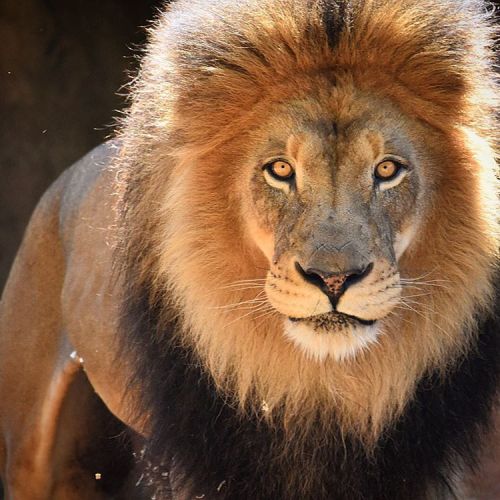 sdzoo:  Big Cats at the San Diego Zoo and adult photos