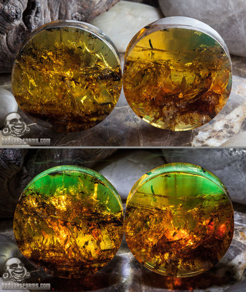 bodyartforms:  Chiapas amber plugs by Diablo Organics Secondary photos are back-lit by led lights which brings out green tones. http://www.bodyartforms.com/products.asp?keywords=amber&brand=Diablo&new=Yes 