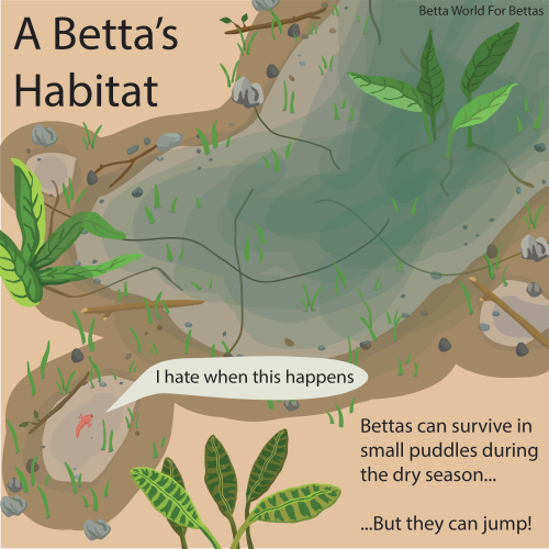 During the dry season, some Bettas can get stuck in puddles &ndash; but they avoid this and will jum