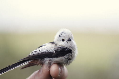 babyanimalposts:  feeling down? you need this baby animal blog in your life! 