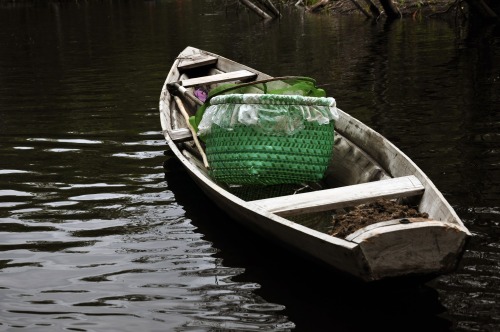 project-piaba:Sustainable collection of cardinal tetras from the Aquarium Fishery of Barcelos. Each 