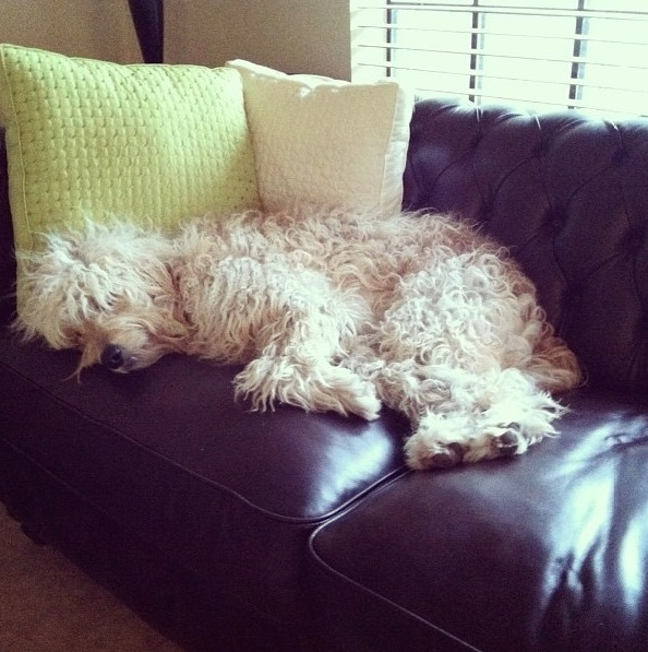 thatsmoderatelyraven:  aplacalover submitted: this is my golden doodle Aggie she’s