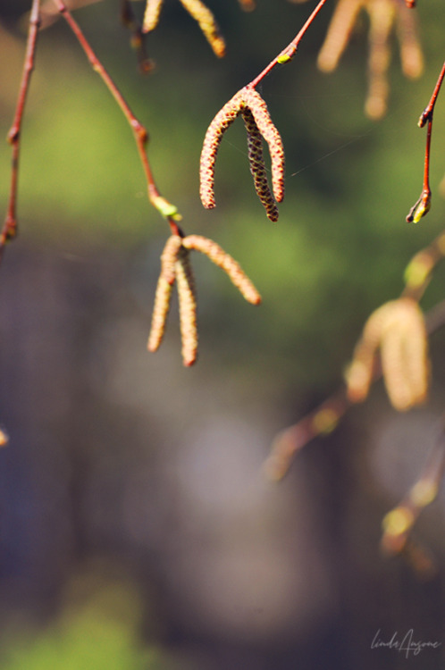 catkins