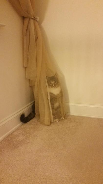 catsbeaversandducks:Cats Who Think They’re Masters of Hide-And-Seek