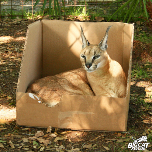 bigcatrescue:BIG cats love boxes too!