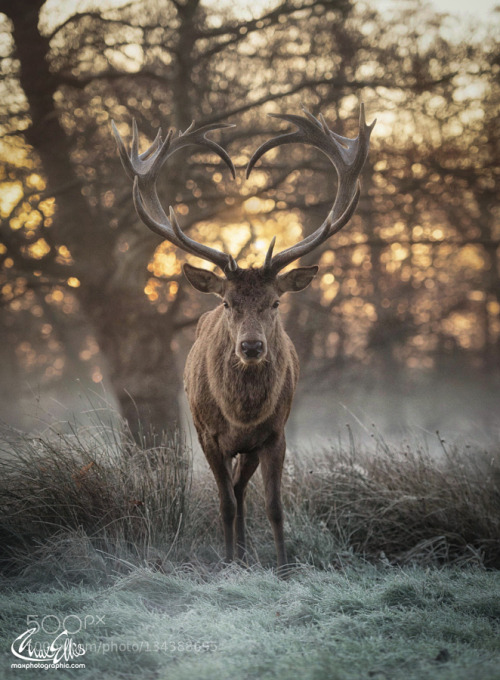 zenontheseas: Spirit of the year to come by maxellis @albino-yaoi I have never seen a more unique re