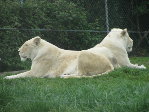 we went to a safari park. probably the best photos i got out of all of them